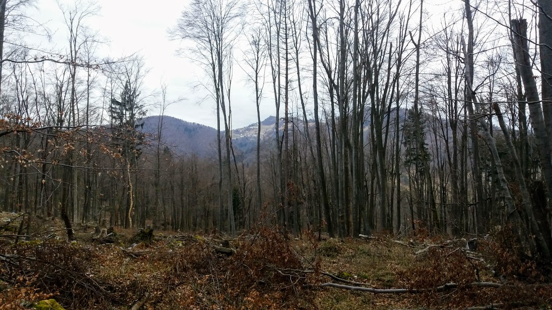 pa saj ne more biti tukaj medved