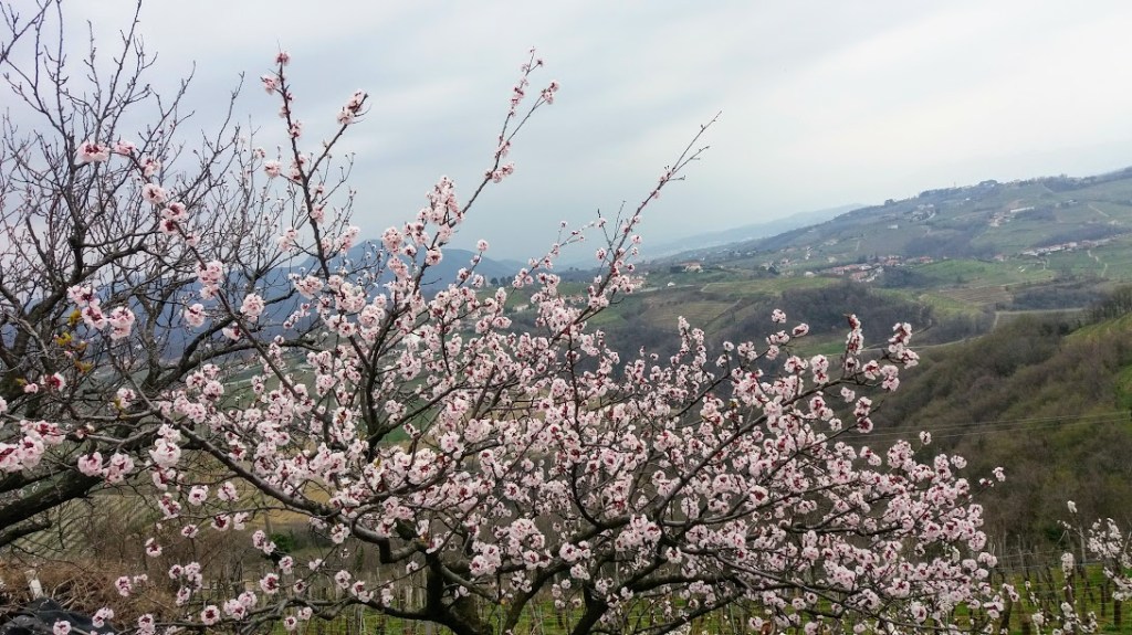 TEK S HARMONIKO V&nbsp;PLJUČIH