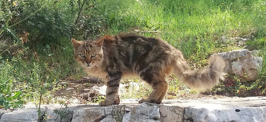 mucek