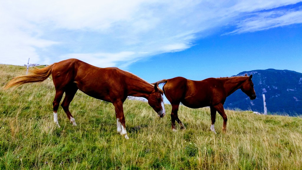 SPP  ŠTUKARIJA: Vojsko – Senožeti (17 let, 10 mesecev,6&nbsp;dni)