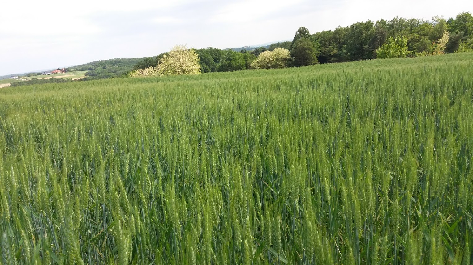 Maraton treh src - poročilo