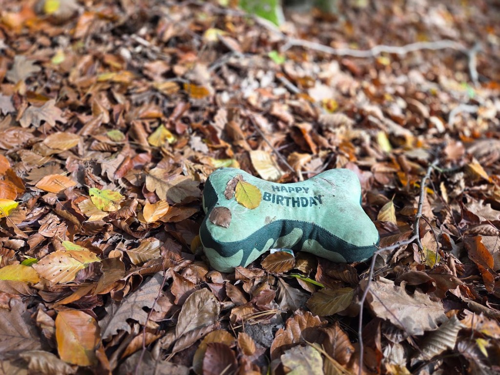 Zeleni predmet v obliki kosti z napisom 'HAPPY BIRTHDAY', ležeč na jesenskih listih. Ubogi kuža je izgubil svoje rojstnodnevno darilo.