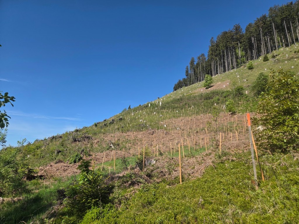 Pogozden del pobočja priti Kranjski rebri, kjer je pred leti pustošil vihar