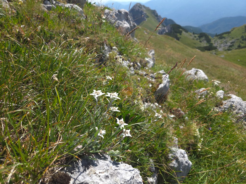 Planike med skalami z razgledom na gorsko pokrajino